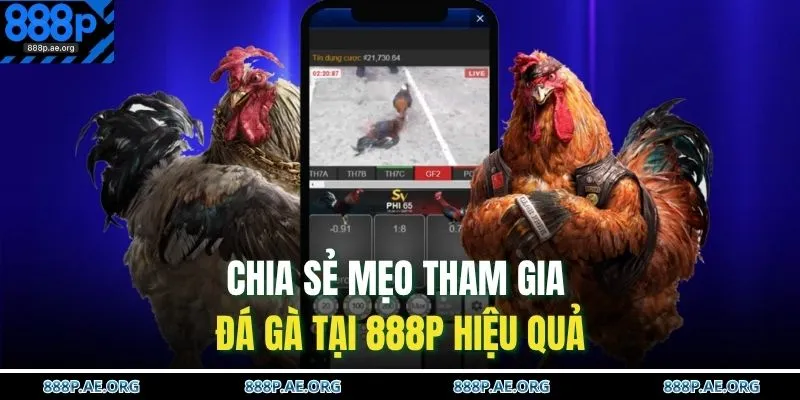 Chia sẻ mẹo tham gia đá gà tại 888P hiệu quả